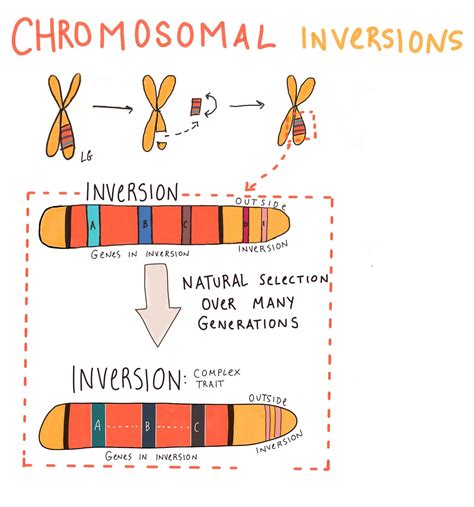 Chromosome and development