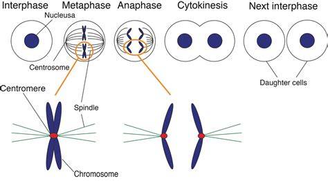 Chromosome segregation during cell division