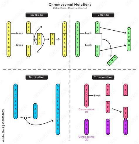 Chromosome structural mutations