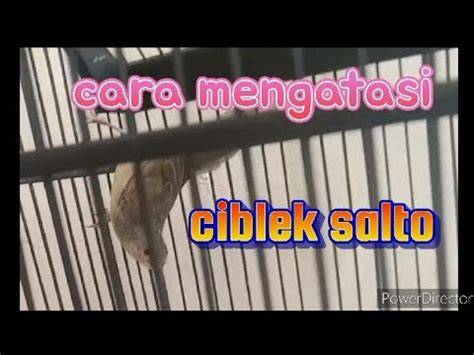 Ciblek Salto