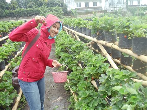 Strawberry Picking Di Cihideung Lembang