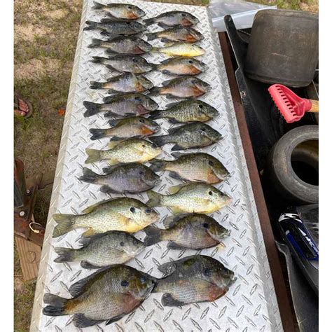 Clarks Hill Fishing Report