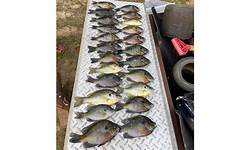 Clarks Hill Lake fishing report