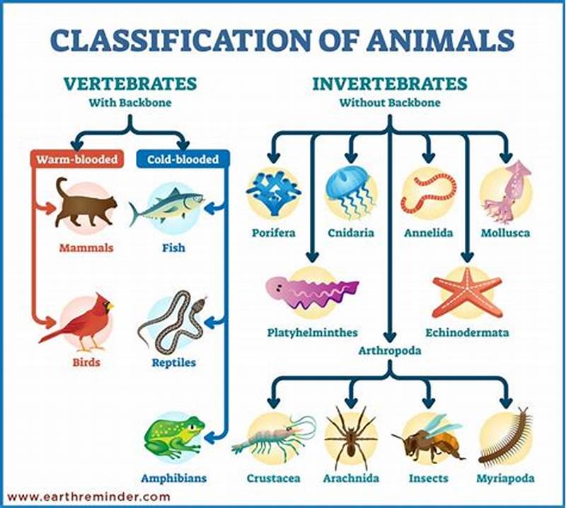 Classification Chart For Animals
