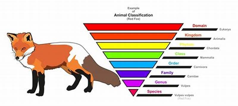 Classification Chart Of Animals