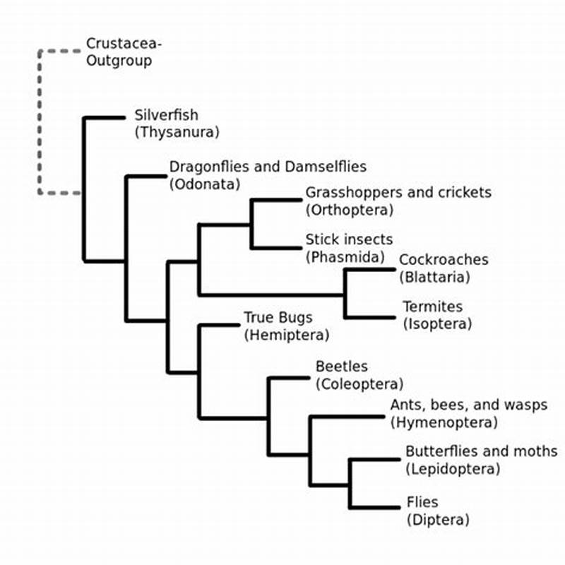 Classification Of Insects Chart