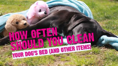 Clean Your Dog's Bedding and Toys