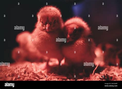 Close-up of a brooder with chicks