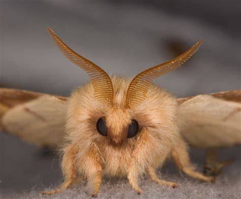 Close-up of a moth