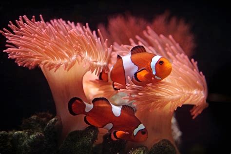 Clownfish Behavior