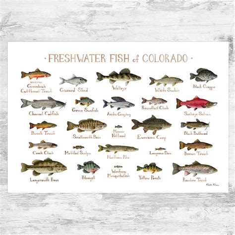 Colorado Fish Identification Chart