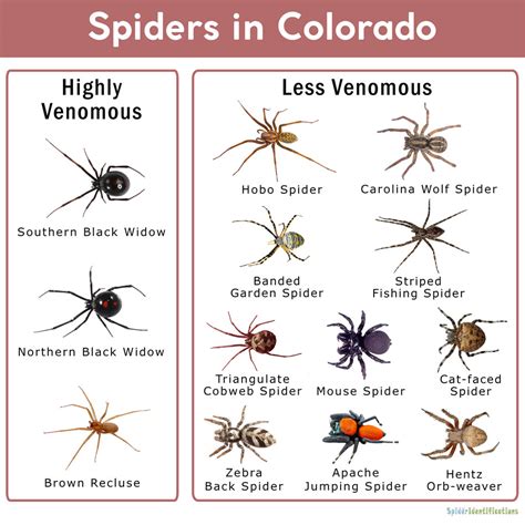 Colorado Spider Chart