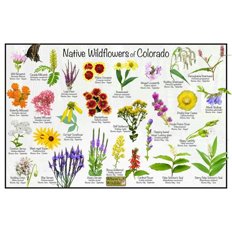 Colorado Wildflowers Chart