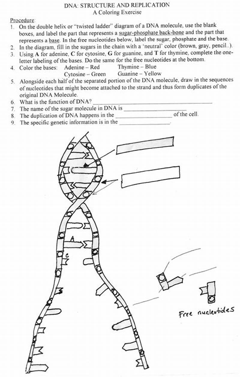 Coloring Dna Worksheet Answer Key