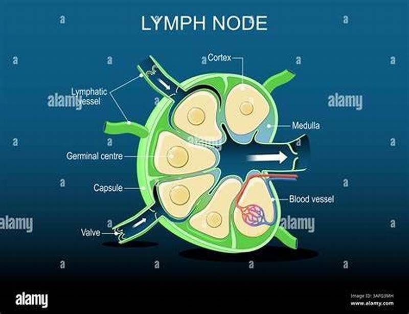 Combining Form For Lymph Node