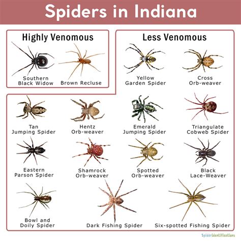 Common Spiders In Indiana Chart