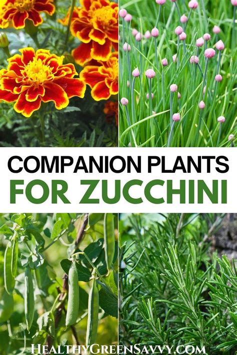 Companion Planting Chart Zucchini