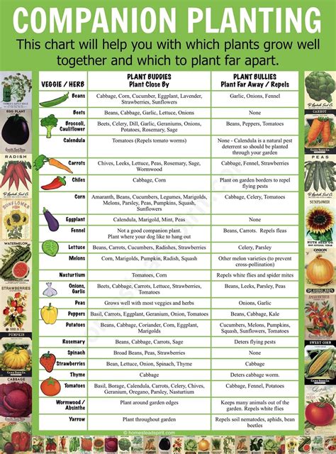 Companion Plants Chart