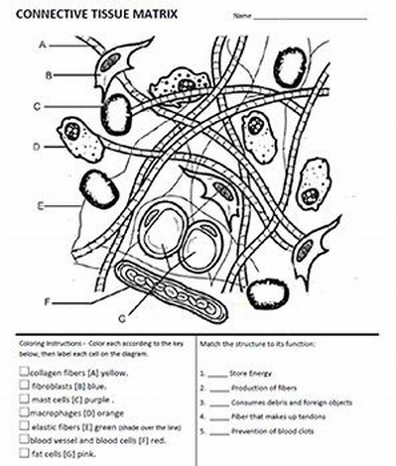 Connective Tissue Matrix Coloring Worksheet Answers