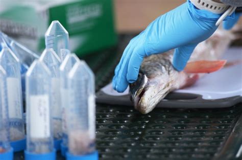 Contaminant testing in fish oil