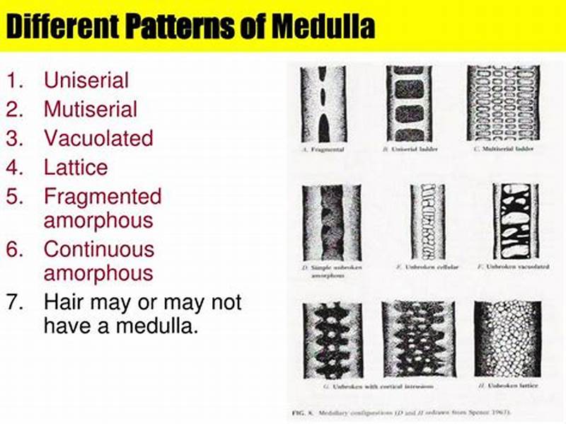Continuous Medulla Pattern