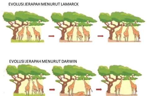 Contoh seleksi alam