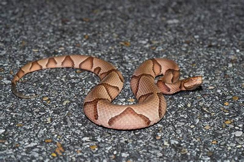 Copperhead Pattern Snake