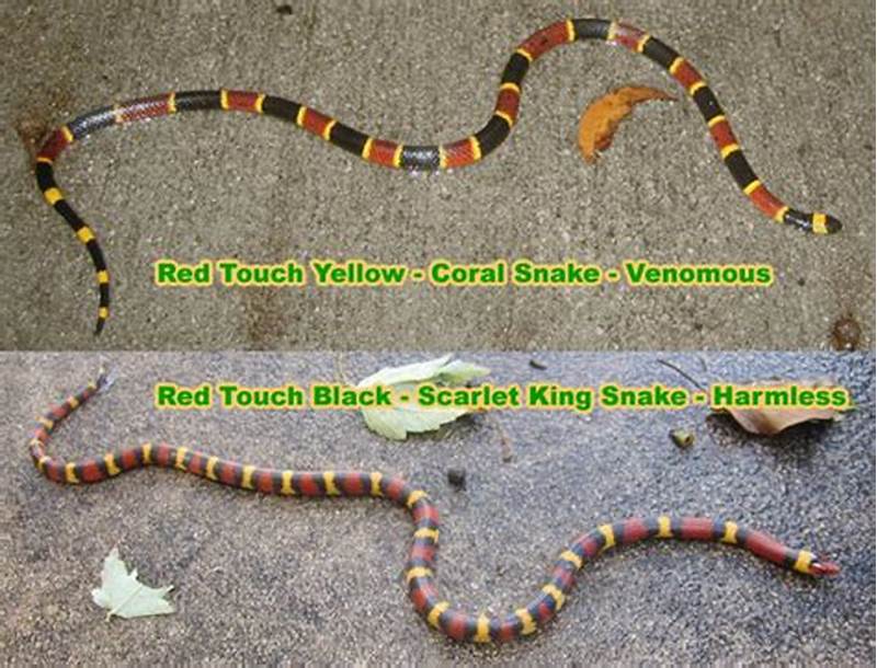 Coral Snake Color Pattern