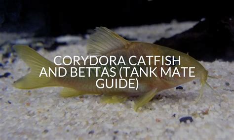 Cory Catfish with Betta Fish