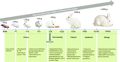 Cottontail Rabbit Age Chart