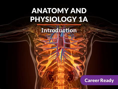 Course Catalog Examples For Anatomy And Physiology
