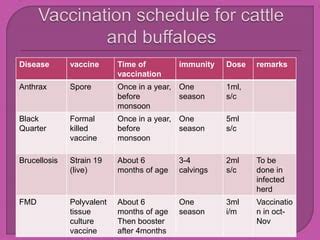Cow Vaccination Chart