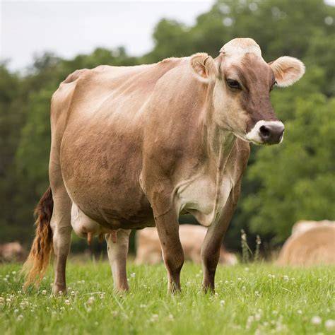 Cow in farm