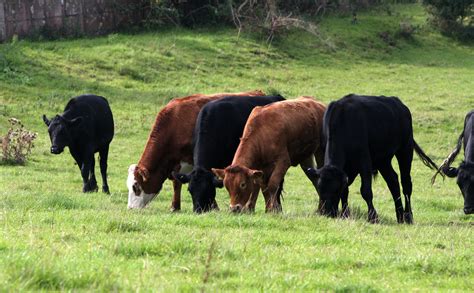 Cows grazing