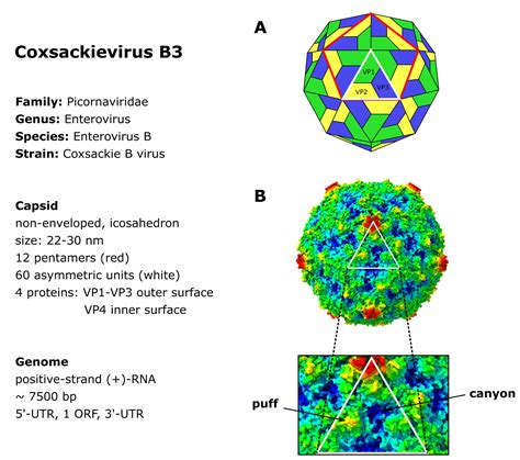 Coxsackievirus structure