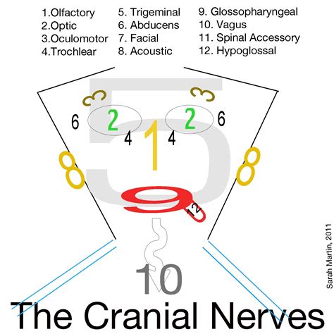 Cranial Nerve Face