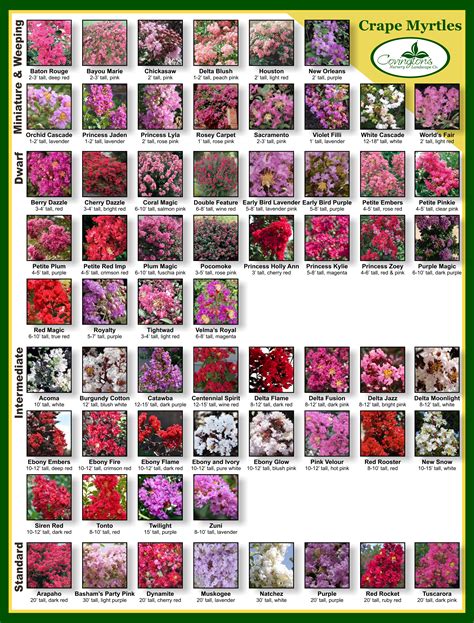 Crape Myrtle Color Chart