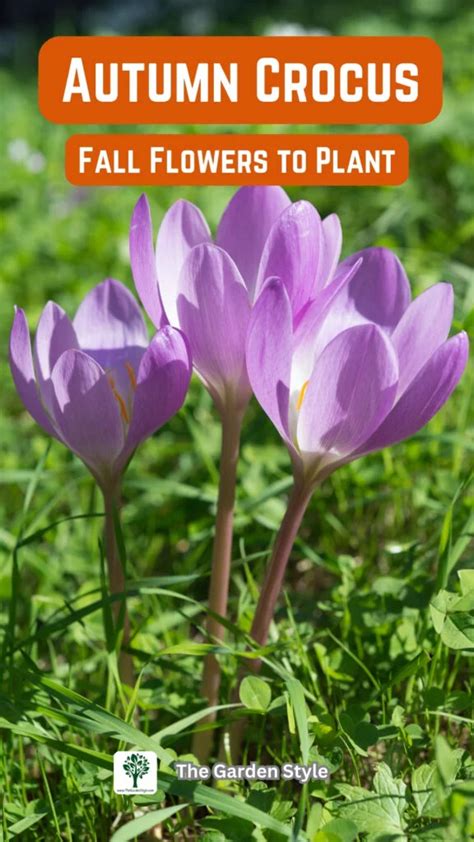 Crocus Request A Free Fall 2012 Catalog Sitelink