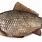 Crucian Carp Fish