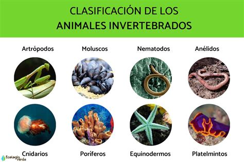 Cuales Animales