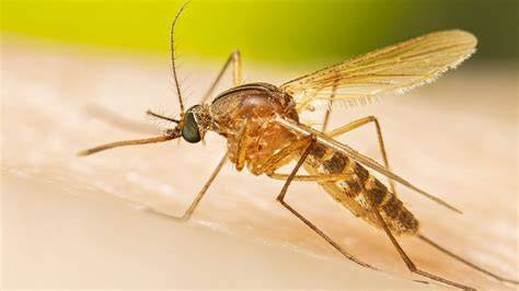 Culex mosquito