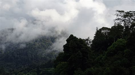 Desa Adat di sekitar Taman Nasional Gunung Palung