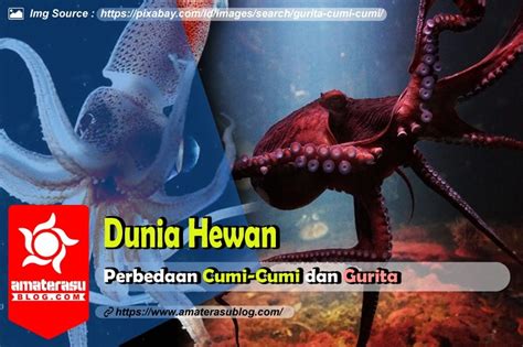 Cumi-cumi