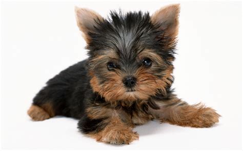 Cute Dogs Puppies Yorkie