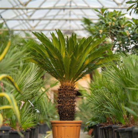 Cycas revoluta