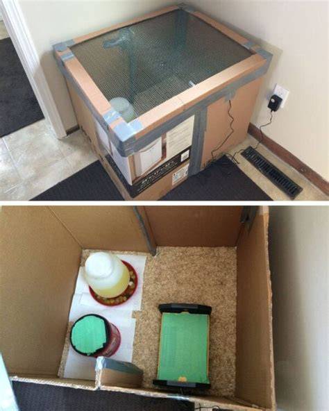 DIY cardboard box brooder