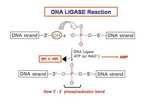 DNA Ligase Mechanism