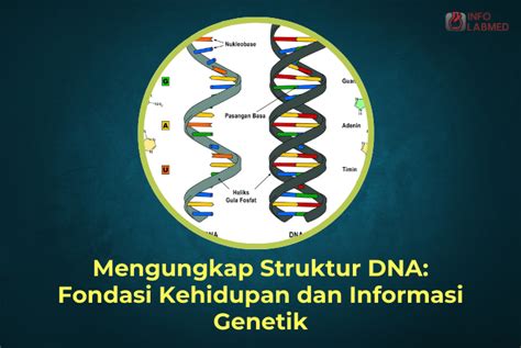 DNA Penyimpan Informasi Genetik