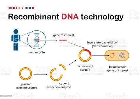 DNA Rekombinan Diagram
