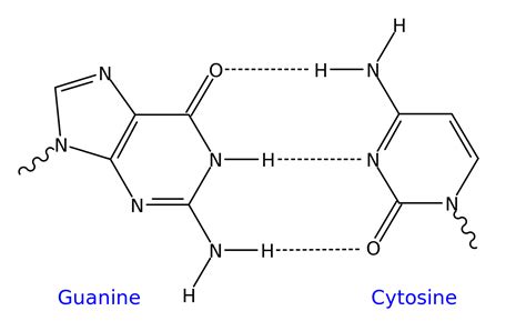 DNA base pairing AT GC